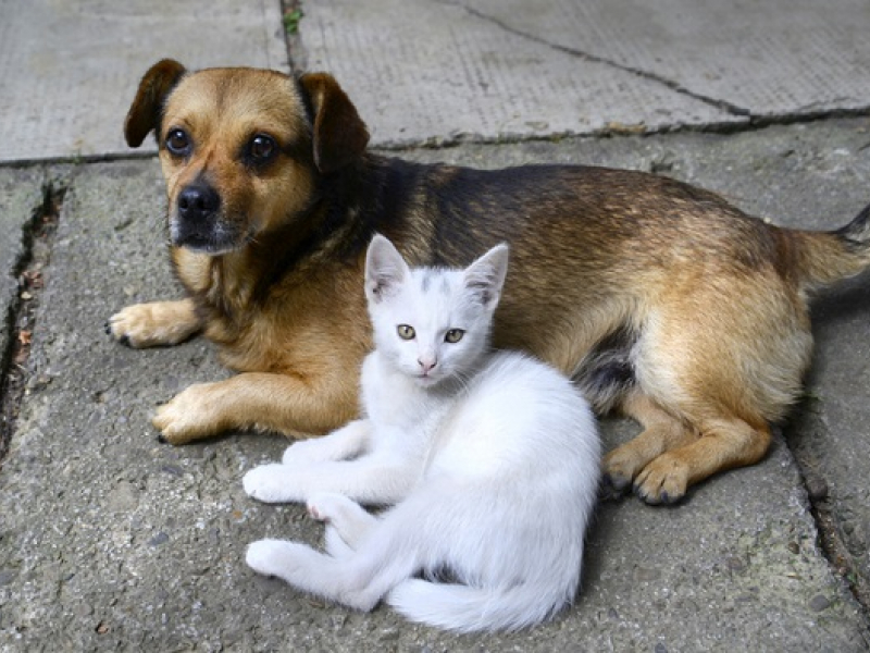 Indicação sugere castração em massa em cães e gatos abandonados